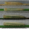 tr phryne larva5 volg1